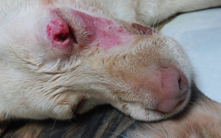 Zbiórka Na pomoc Biszkoptowi! - zdjęcie główne