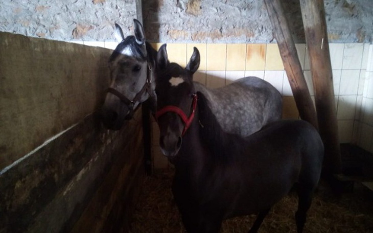 Zbiórka Pomocy !! Klacz ze źrebakiem - zdjęcie główne