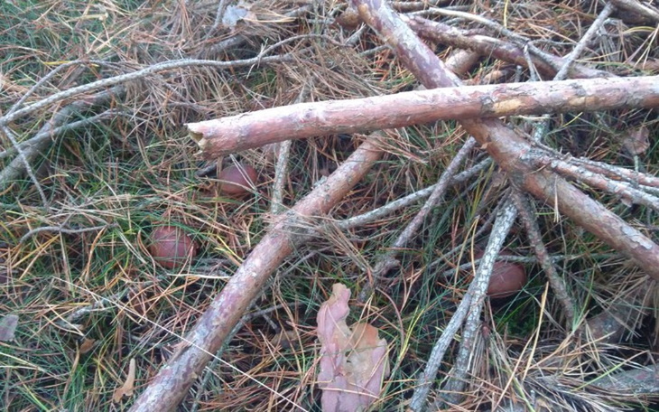Zbiórka Ślub marzeń 2020 - zdjęcie główne