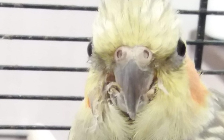 Zbiórka Na pomoc w leczeniu nimfy Kasi - zdjęcie główne