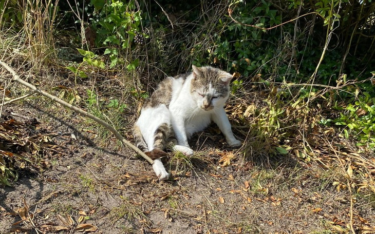 Zbiórka Na ratowanie życia Neosia.... - zdjęcie główne