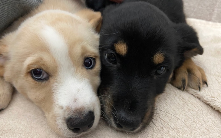 Zbiórka Chcemy zapanować nad anemią - zdjęcie główne