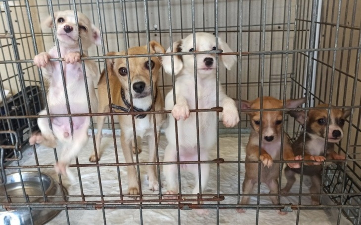 Psy w klatce, czekające na adopcję, z nadzieją w oczach.