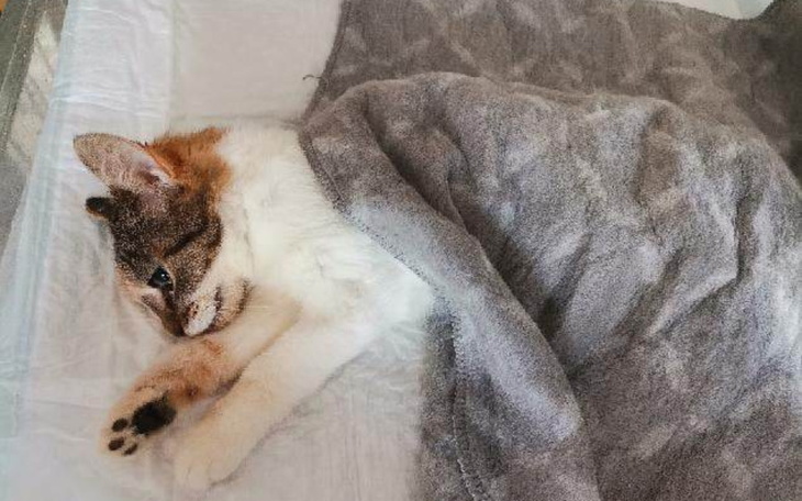 Zbiórka Tyfus zabija Mikołajkę - zdjęcie główne