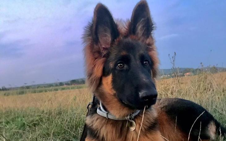 Zbiórka Operacja psa Azy - zdjęcie główne