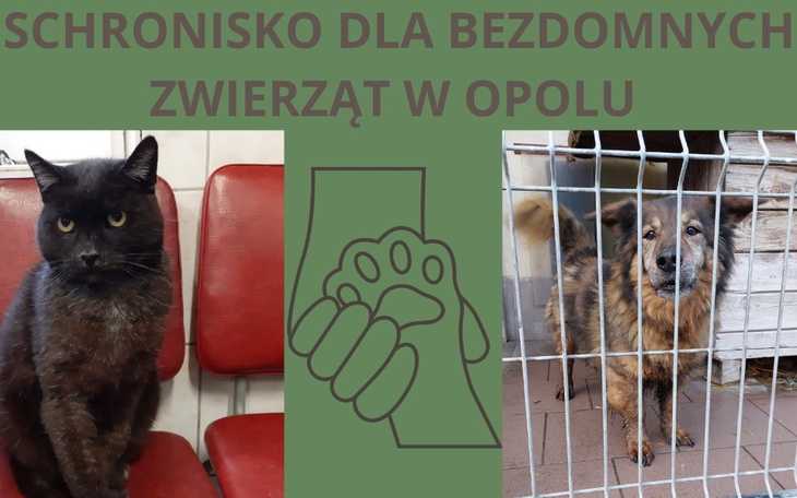 Zbiórka Zwierzaki Opole - zdjęcie główne