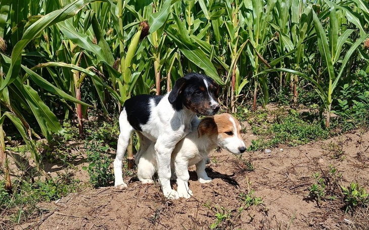 Zbiórka Porzucone szczeniaki w polu - zdjęcie główne