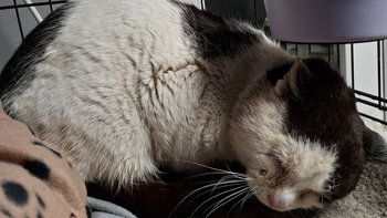 Zbiórka Ruptuś z Ruptawy - miniaturka zdjęcia