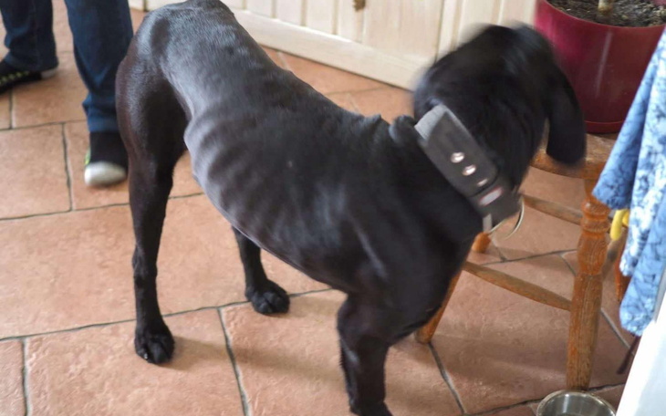 Czarny pies z widocznymi żebrami, wyglądający na zaniedbanego.