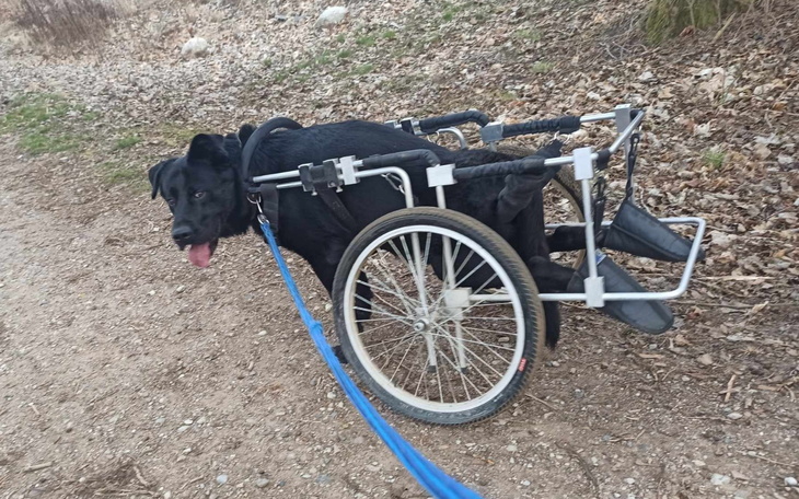 Pies na wózku inwalidzkim, spacerujący po lesie.