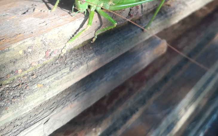 Zbiórka Zbiórka na artykuły żywnościowe - zdjęcie główne