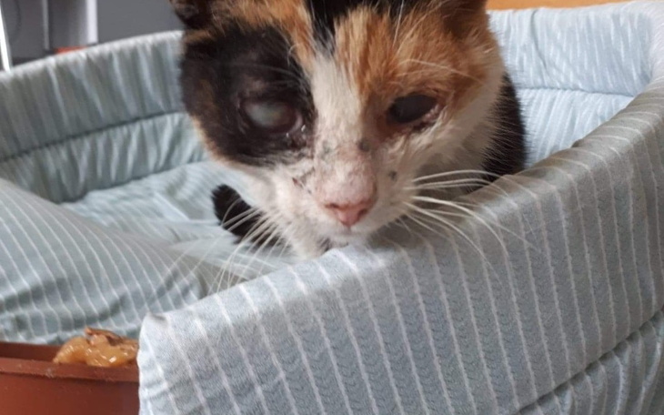 Zbiórka Na ratunek ślepej kotce - zdjęcie główne