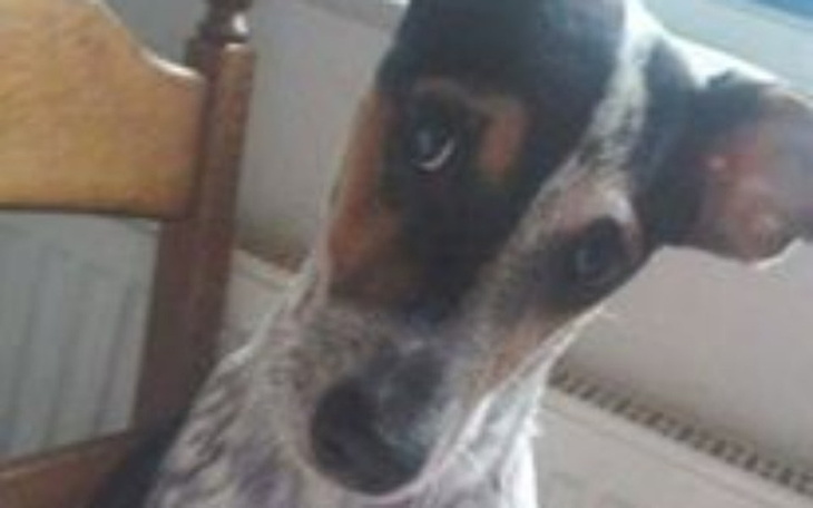 Zbiórka łoże dla pieseła "boguś" <3 - zdjęcie główne