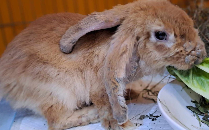Królika jedzącego sałatę, z miękkim futrem.