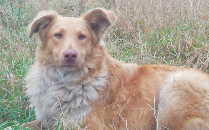 Zbiórka Kojec dla Rudika - zdjęcie główne