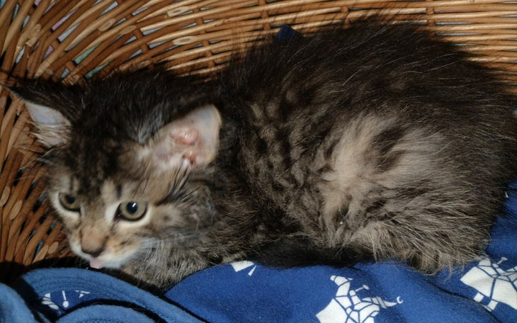 Zbiórka Na utrzymanie kocich znajd. - zdjęcie główne