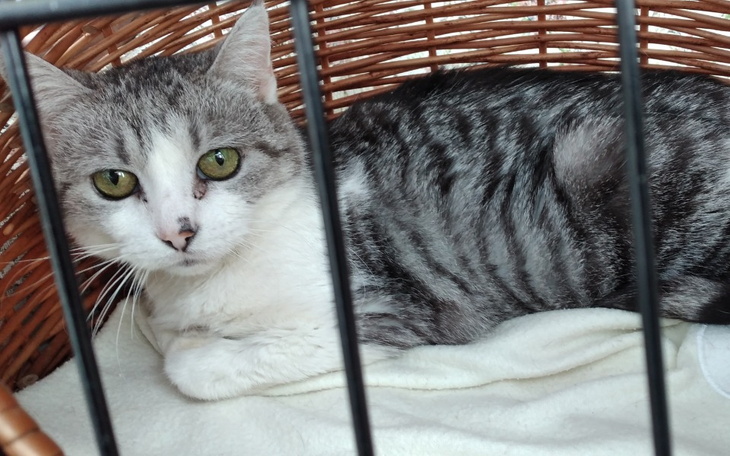 Zbiórka Na walkę Rózi - zdjęcie główne