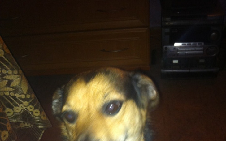 Zbiórka Zbiórka na zakup karmy - zdjęcie główne