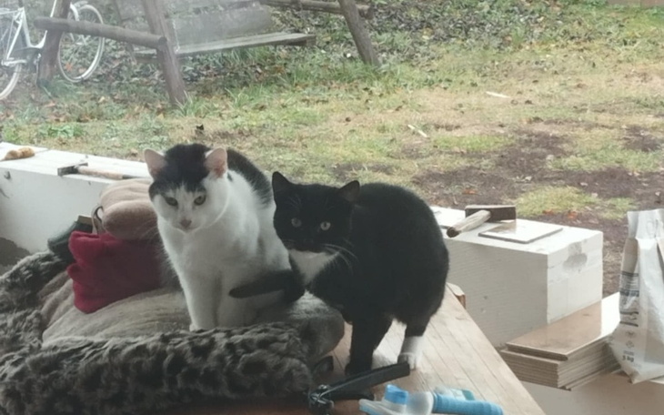 Zbiórka Sterelizacja kotek - zdjęcie główne