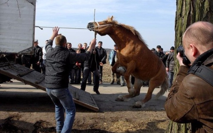 Zbiórka Wykup koni ze Skaryszewa. - zdjęcie główne