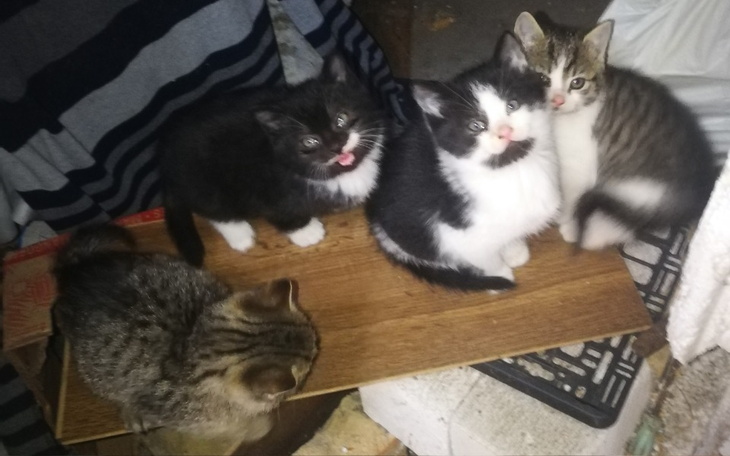 Zbiórka Wspomóż KOCIAKI Przybłędziaki - zdjęcie główne