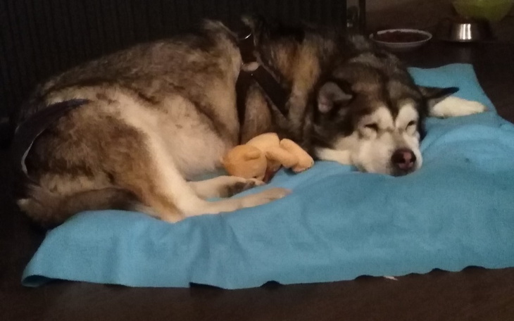 Zbiórka zbiórka na operacje Lusi - zdjęcie główne