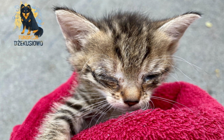 Zbiórka Ratujemy malutką Zosię... - zdjęcie główne