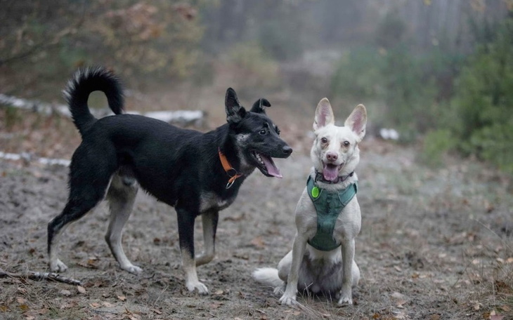 Zbiórka Na zwierzaki w schronisku pomóż - zdjęcie główne