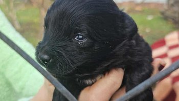 Zbiórka Cztery życia do ocalenia - miniaturka zdjęcia