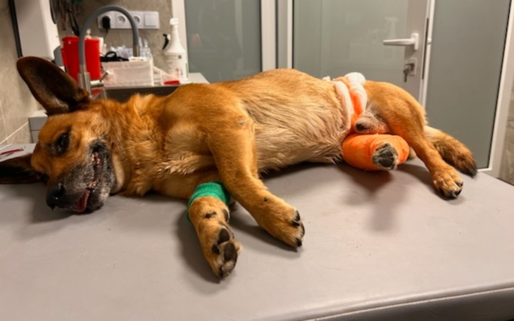 Zbiórka Operacja łapki psa - zdjęcie główne