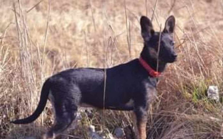 Zbiórka leki dla holly - zdjęcie główne