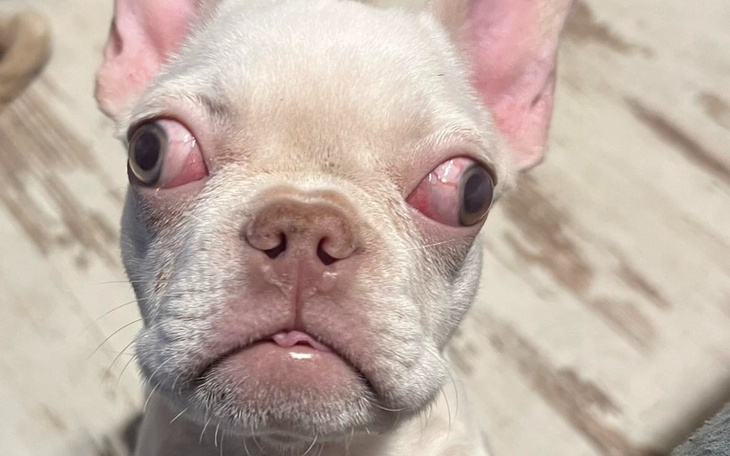 Pies z nietypowym wyglądem, duże oczy.