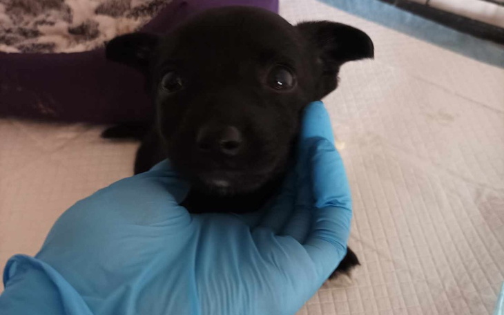 Zbiórka Światowy dzień zwierząt bezdomny - zdjęcie główne