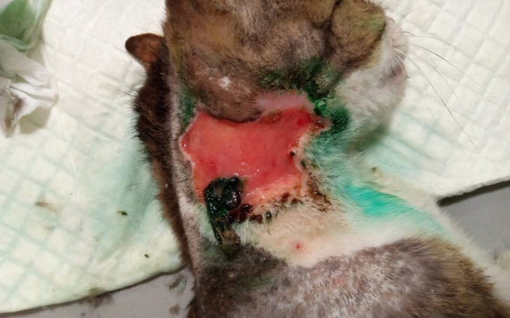 Zbiórka Bezdomność ma jedno imię, ból - zdjęcie główne