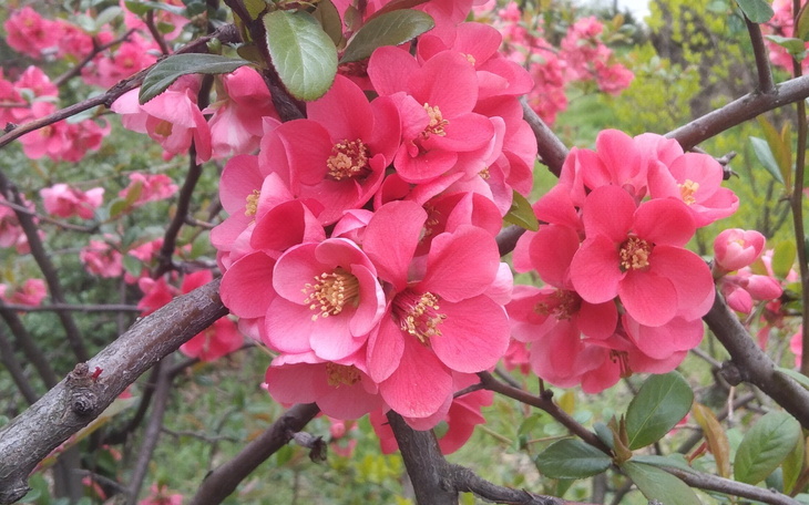 Kwiaty pigwowca w wiosennym ogrodzie, pełne koloru.