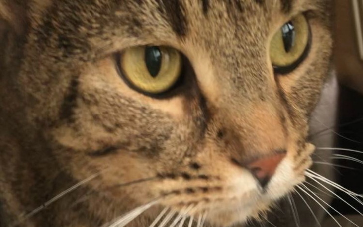 Zbiórka Pomoc dla Tygrysa - zdjęcie główne