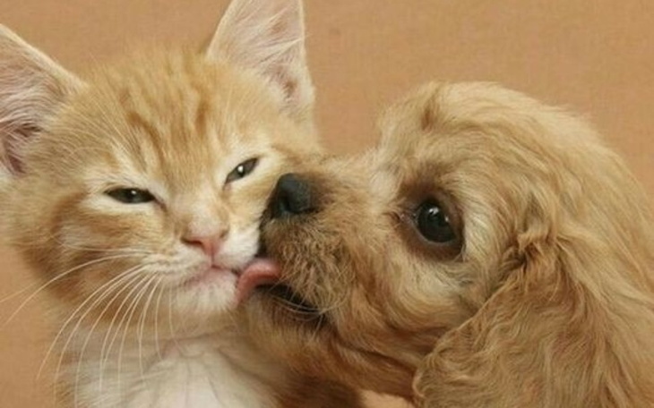 Zbiórka Dla zwierzątek z terenów powodzi - zdjęcie główne