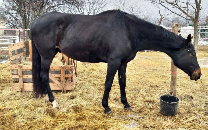 Zbiórka Ratunek koni z Zaporoża. - zdjęcie główne