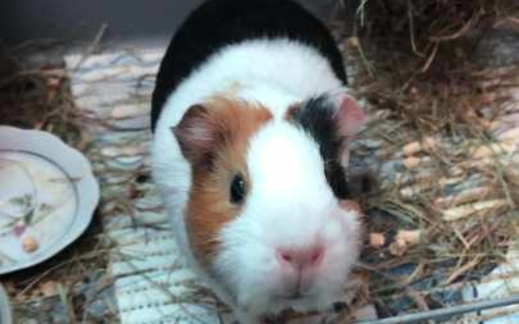 Zbiórka leczenie świnki morskiej Pianki - zdjęcie główne