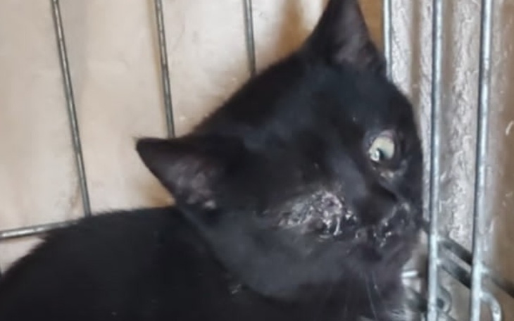 Zbiórka Uratujmy razem oczko małej Kiki - zdjęcie główne