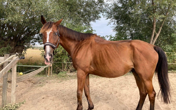 Zbiórka Ratunek dla chorego konia - zdjęcie główne