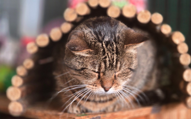 Kot odpoczywający w tunelu z drewna, z zamkniętymi oczami.