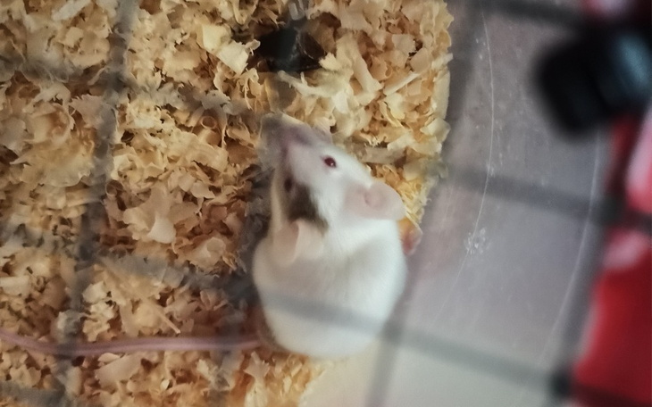 Zbiórka Klatki dla mysich panów - zdjęcie główne