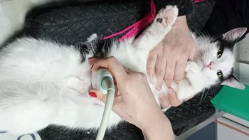 Zbiórka Makowiec się pochorował - miniaturka zdjęcia