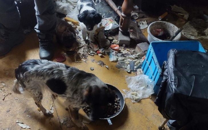 Zbiórka Na ratunek 11 kotom PILNE - zdjęcie główne