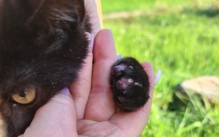 Zbiórka Ranne kocięta proszą o pomoc. - zdjęcie główne