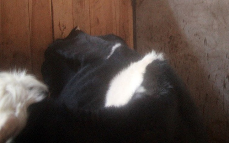 Zbiórka Krowy też chcą żyć! - zdjęcie główne