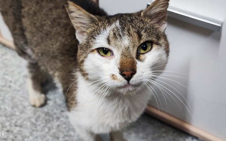 Zbiórka Kot Lulek z Ulicy prosi o pomoc - zdjęcie główne