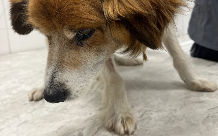 Zbiórka Nowe życie Stasia - zdjęcie główne