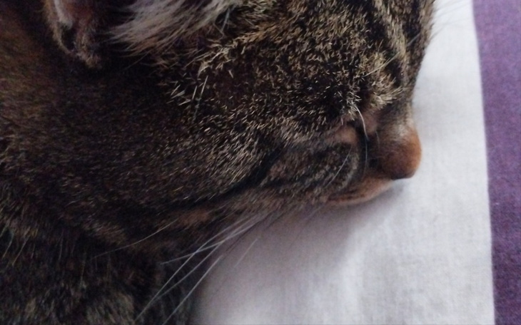 Zbiórka Kotek pilnie potrzebuje pomocy - zdjęcie główne